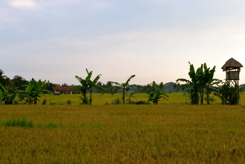 rizieres de Bali